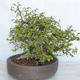 Outdoor bonsai Carpinus betulus - Grab VB2020-487 - 4/5