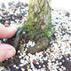 Yamadori - sosna - Pinus sylvestris - 4/5