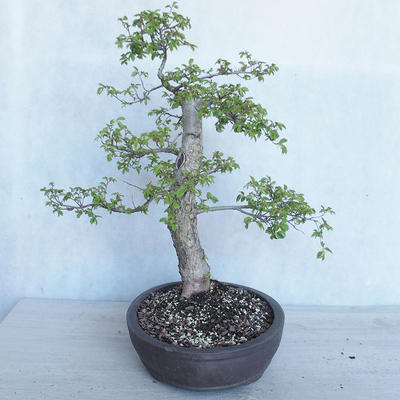 Outdoor bonsai - Ulmus GLABRA Elm VB2020-495 - 4