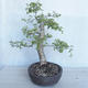 Outdoor bonsai - Ulmus GLABRA Elm VB2020-495 - 4/5