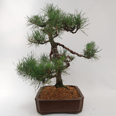 Bonsai zewnętrzne - Pinus sylvestris - Sosna leśna - 4