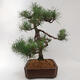 Bonsai zewnętrzne - Pinus sylvestris - Sosna leśna - 4/5