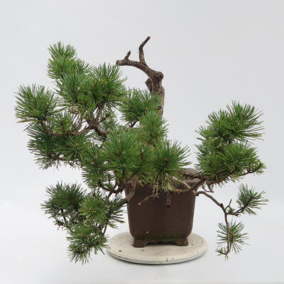 Bonsai zewnętrzne - Pinus sylvestris Watereri - Sosna leśna - 4