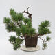 Bonsai zewnętrzne - Pinus sylvestris Watereri - Sosna leśna - 4/5