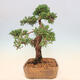 Outdoor bonsai - Juniperus chinensis Kishu - chiński jałowiec - 4/5