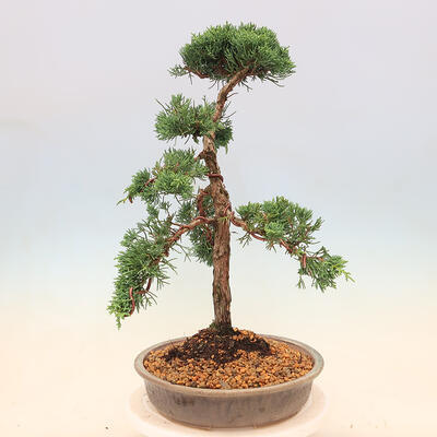 Bonsai im Freien - Juniperus chinensis - Chinesischer Wacholder - 4