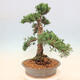 Outdoor bonsai - Juniperus chinensis Kishu - chiński jałowiec - 4/5