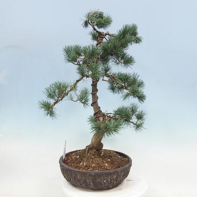 Outdoor bonsai - Pinus parviflora - Mała sosna - 4