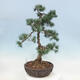 Outdoor bonsai - Pinus parviflora - Mała sosna - 4/4