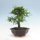 Kryty bonsai-PUNICA granatum nana-Granat - 4/6
