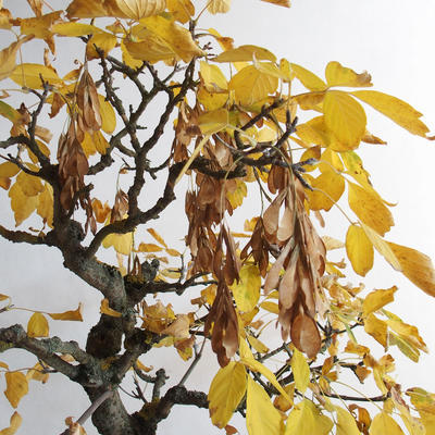 Outdoor bonsai - klon azjatycki - Acer negundo - 4