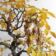 Outdoor bonsai - klon azjatycki - Acer negundo - 4/4