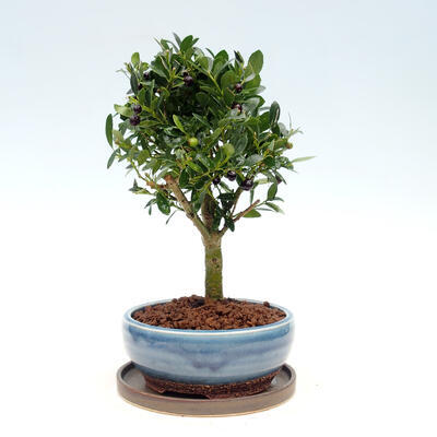 Kryte bonsai ze spodkiem - Ilex crenata - Holly - 4