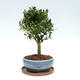 Kryte bonsai ze spodkiem - Ilex crenata - Holly - 4/6