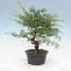 Outdoor bonsai -Larix decidua - Modrzew - 4/4