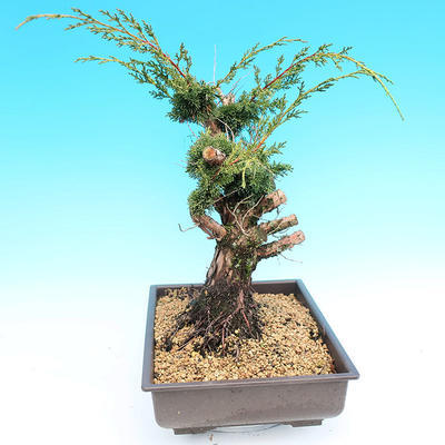 Yamadori Juniperus chinensis - jałowiec - 4