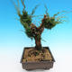 Yamadori Juniperus chinensis - jałowiec - 4/5