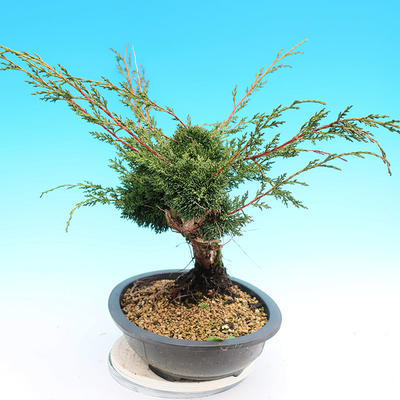 Yamadori Juniperus chinensis - jałowiec - 4