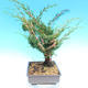 Yamadori Juniperus chinensis - jałowiec - 4/6