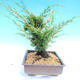 Yamadori Juniperus chinensis - jałowiec - 4/6