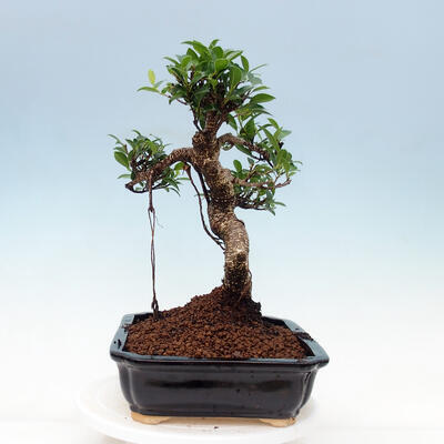 Kryty bonsai - Ficus kimmen - fikus drobnolistny - 4