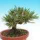 Pinus thunbergii - Thunbergova Pine - 4/4