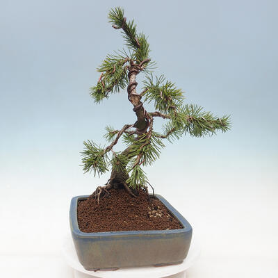 Bonsai ogrodowe - Pinus mugo - Sosna Klęcząca - 4