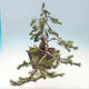 Bonsai ogrodowe - Pinus mugo - Sosna Klęcząca - 4/5