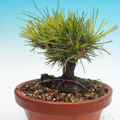 Pinus thunbergii - Thunbergova Pine - 4