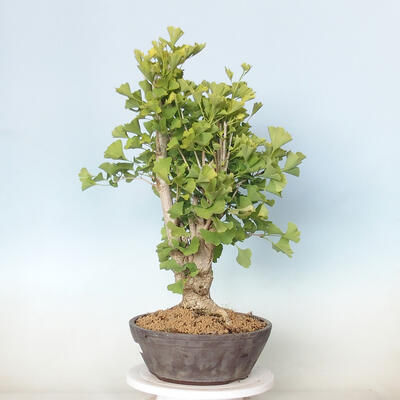 Outdoor bonsai - Jinan biloba - Ginkgo biloba - 4