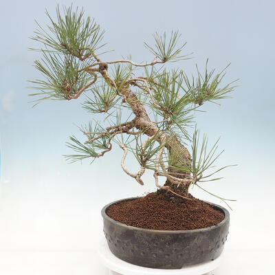 Bonsai ogrodowe - Pinus sylvestris Watereri - sosna zwyczajna - 4