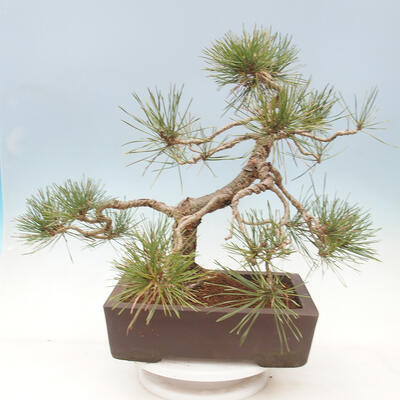 Bonsai ogrodowe - Pinus sylvestris Watereri - sosna zwyczajna - 4