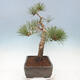 Bonsai ogrodowe - Pinus sylvestris Watereri - sosna zwyczajna - 4/5
