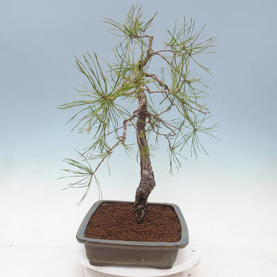 Bonsai ogrodowe - Pinus sylvestris - sosna zwyczajna - 4