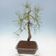 Bonsai ogrodowe - Pinus sylvestris - sosna zwyczajna - 4/4