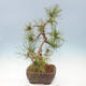 Bonsai ogrodowe - Pinus mugo - Sosna Klęcząca - 4/4