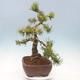 Bonsai ogrodowe - Pinus mugo - Sosna Klęcząca - 4/4