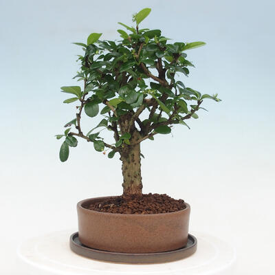 Kryte bonsai ze spodkiem - Carmona macrophylla - Herbata Fuki - 4