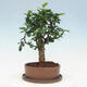 Kryte bonsai ze spodkiem - Carmona macrophylla - Herbata Fuki - 4/7