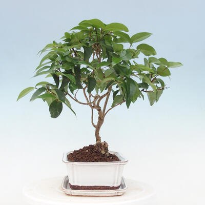 Kryte bonsai ze spodkiem - Wiśnia australijska - Eugenia uniflora - 4