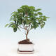 Kryte bonsai ze spodkiem - Wiśnia australijska - Eugenia uniflora - 4/4