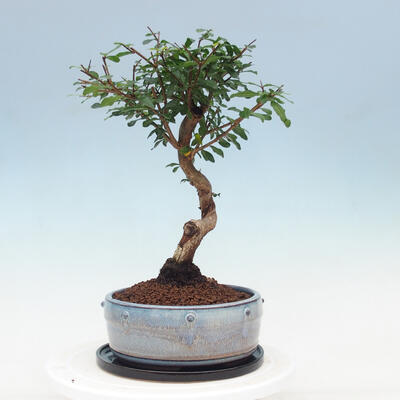 Kryte bonsai ze spodkiem - Wiśnia australijska - Eugenia uniflora - 4
