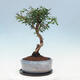 Kryte bonsai ze spodkiem - Wiśnia australijska - Eugenia uniflora - 4/4