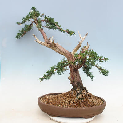 Outdoor bonsai - Juniperus chinensis - chiński jałowiec - 4