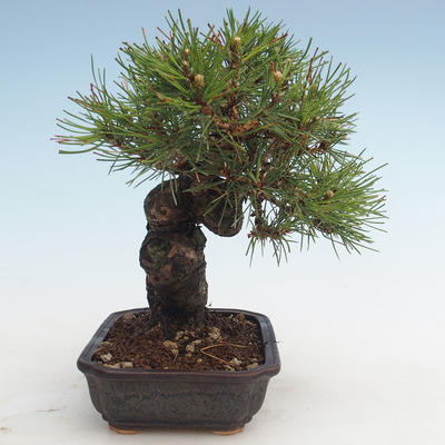 Pinus thunbergii - sosna Thunberg VB2020-572 - 4