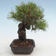 Pinus thunbergii - sosna Thunberg VB2020-572 - 4/5