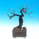 Outdoor bonsai - Mahalebka - Prunus mahaleb - 4/5