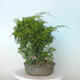 Outdoor bonsai - Juniperus chinensis Itoigawa - Jałowiec chiński - 4/4
