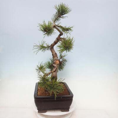 Bonsai ogrodowe - Pinus mugo - Sosna Klęcząca - 4