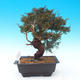 Outdoor bonsai - Juniperus chinensis Itoigava - chiński jałowiec - 4/5